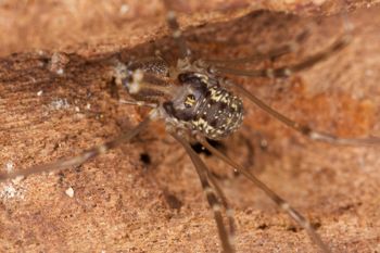 Media type: image; Invertebrate Zoology 29238